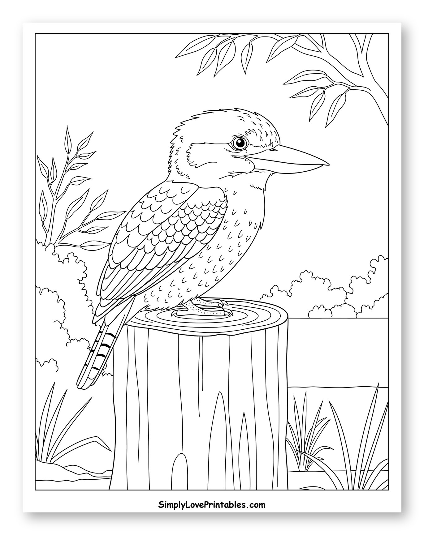 Kookaburra on a Tree Stump