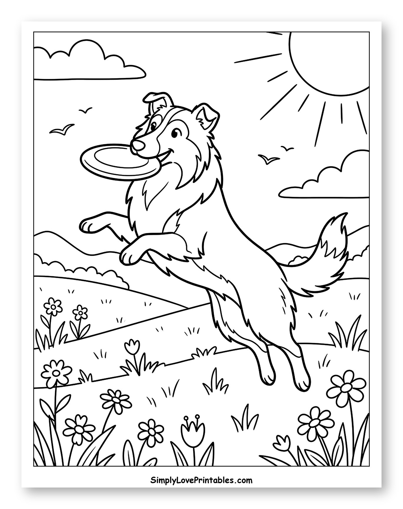 Lassie Dog Catching a Frisbee in a Field