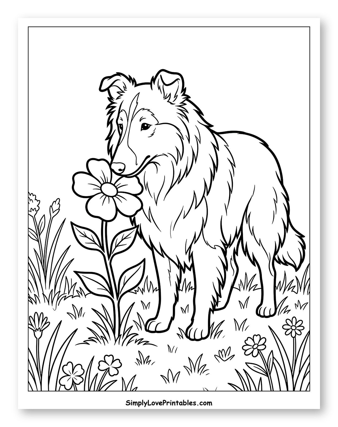 Lassie Dog Smelling a Daisy