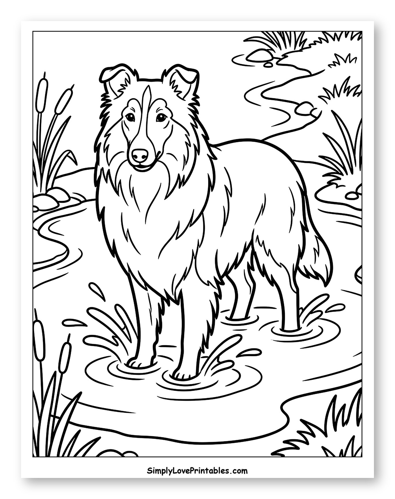 Lassie Dog Splashing in a Stream