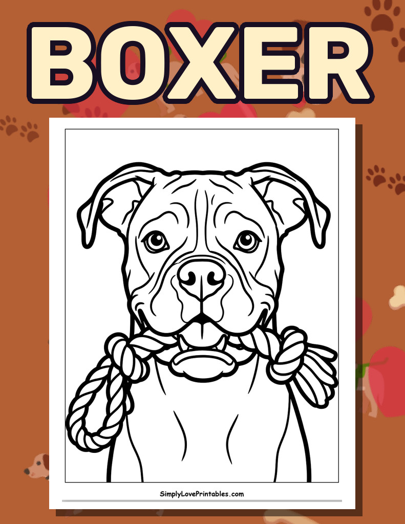 Boxer (28 Pages)