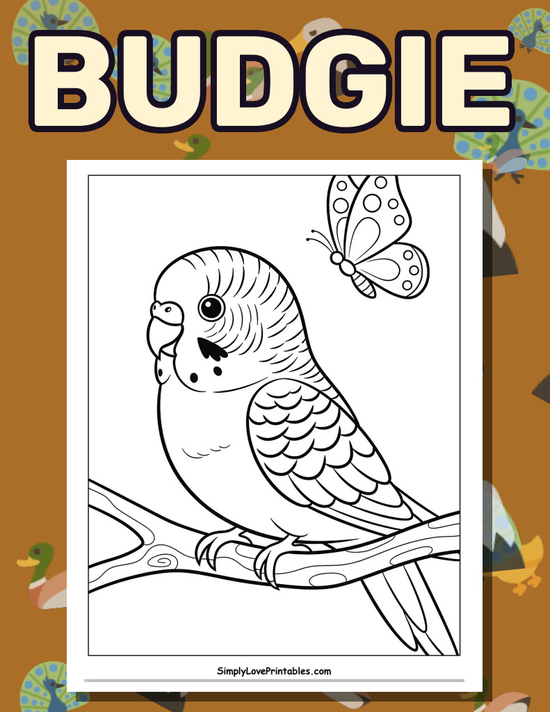 Budgie (28 Pages)
