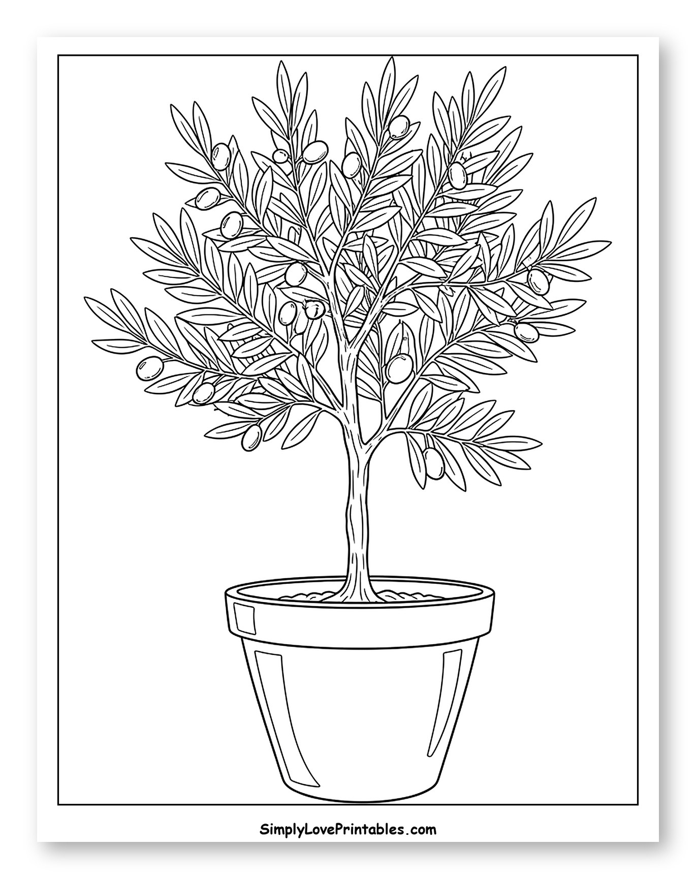 Potted Olive Tree with Olives
