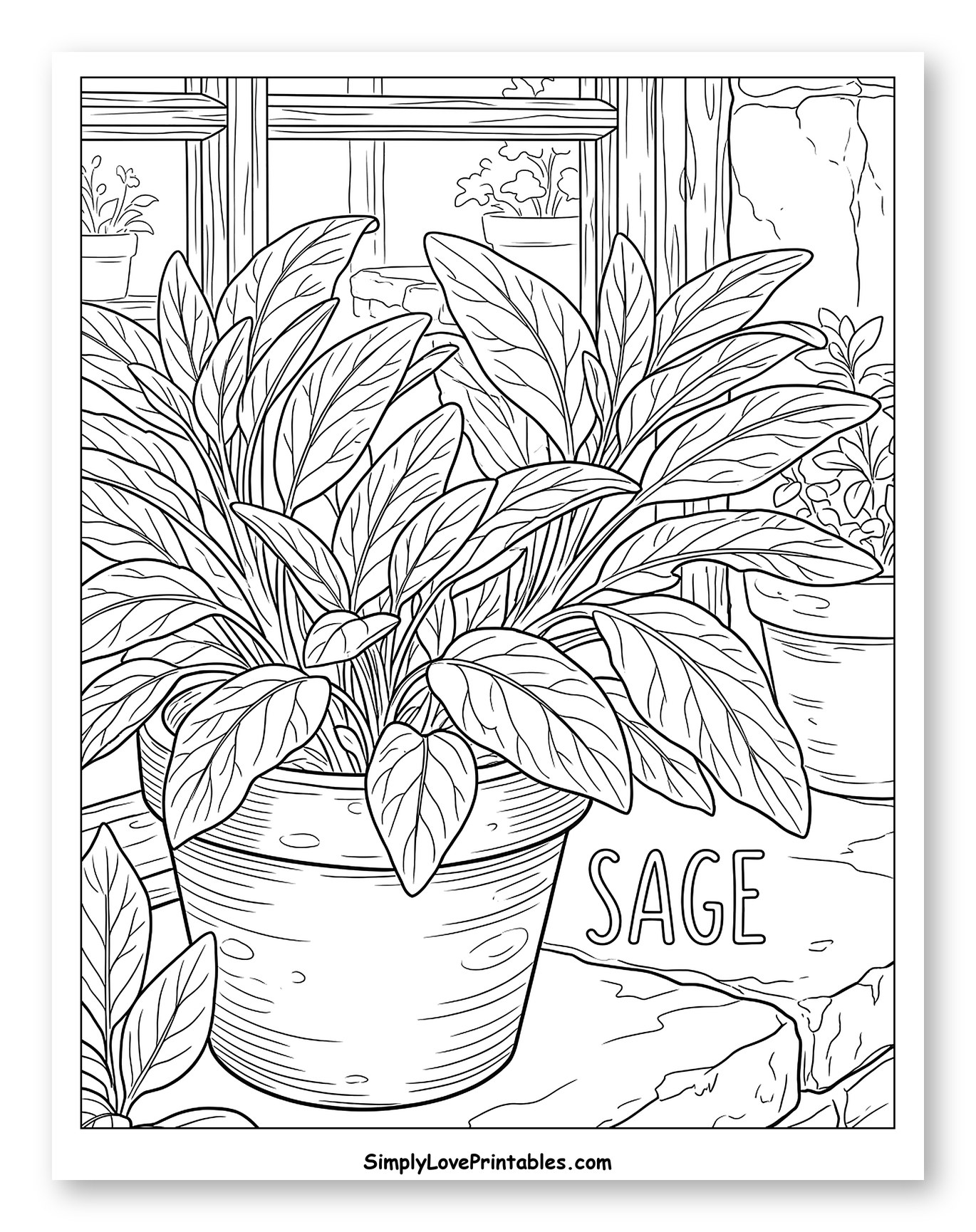 Potted Sage Plants by a Window