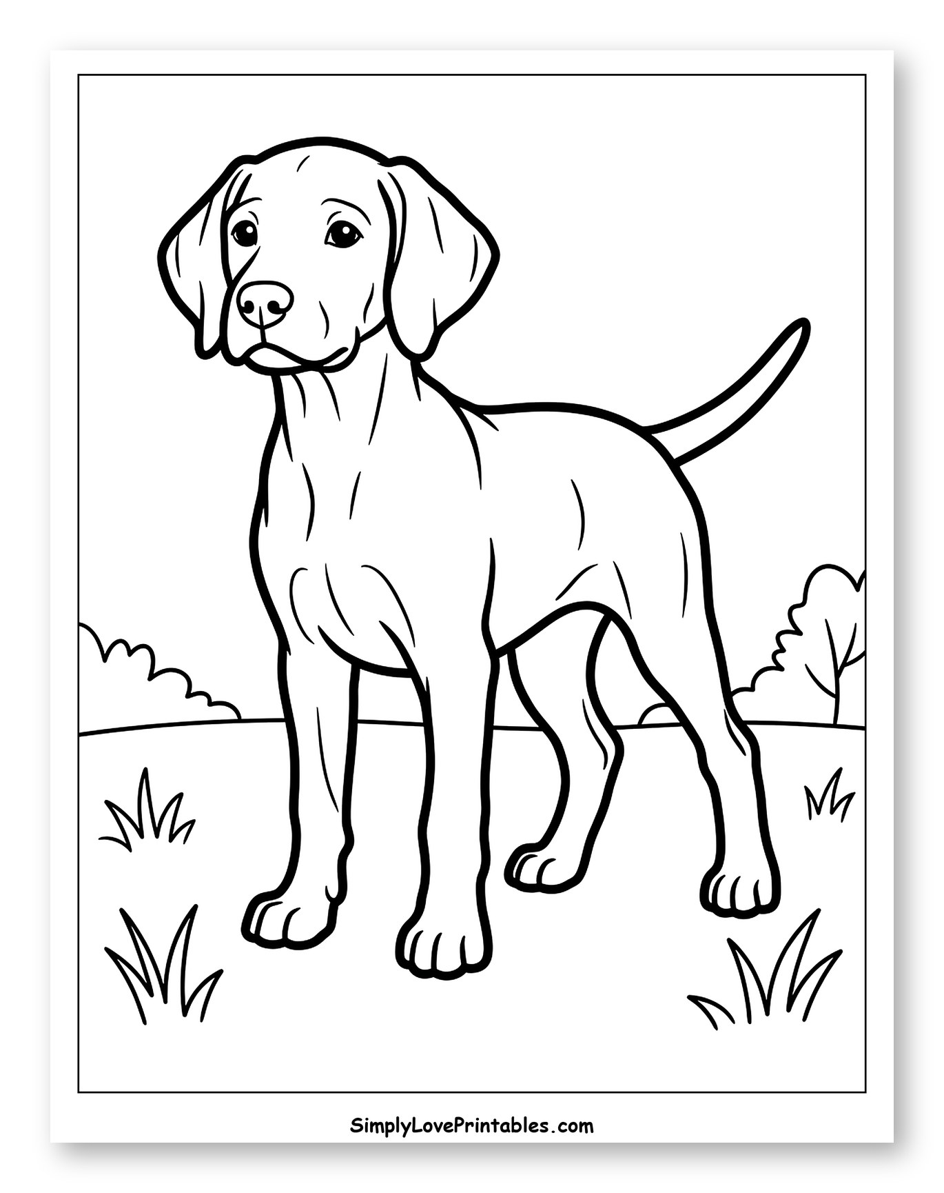 Puppy Standing in a Grassy Field