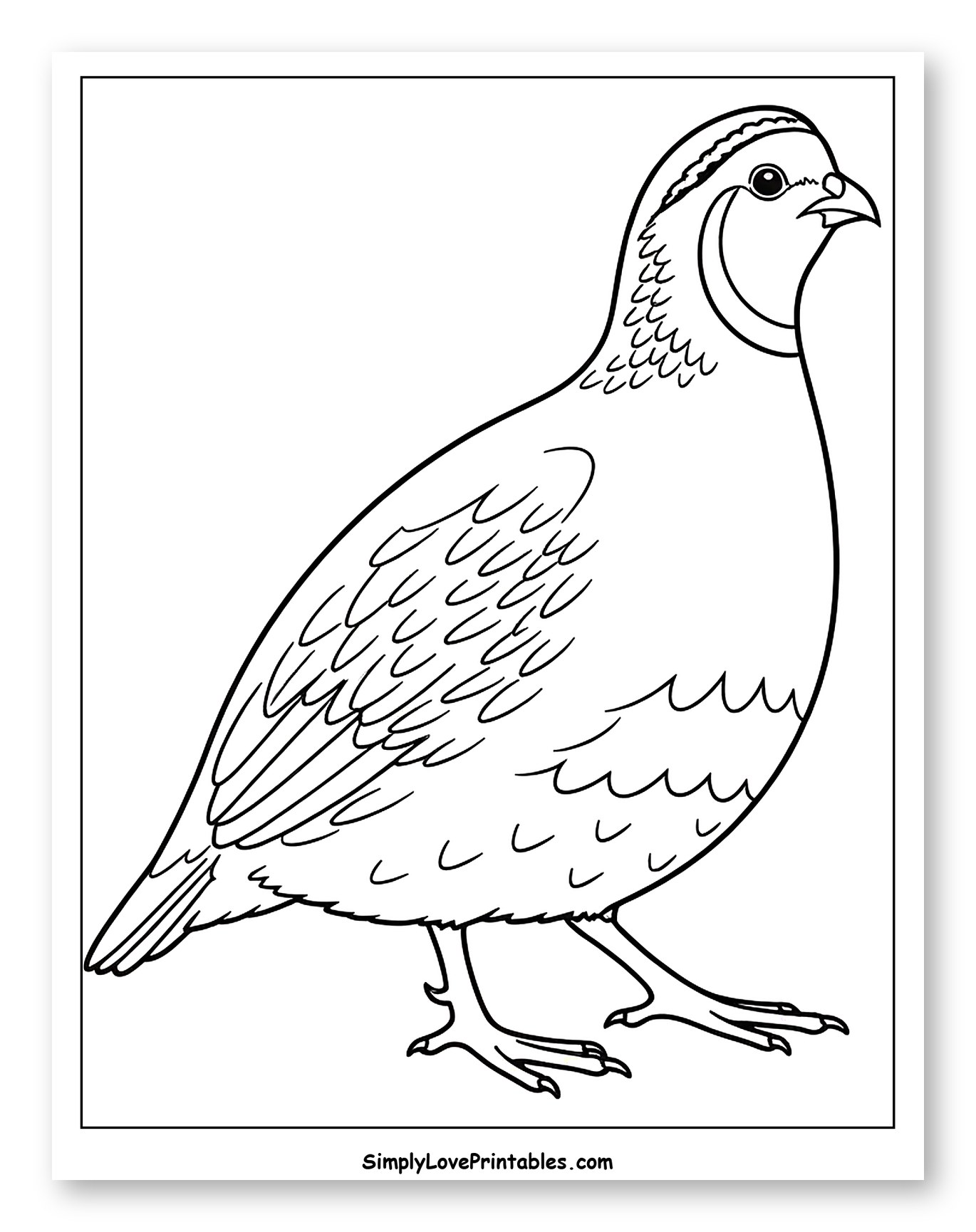 Quail Bird in Profile View to Color for Toddlers