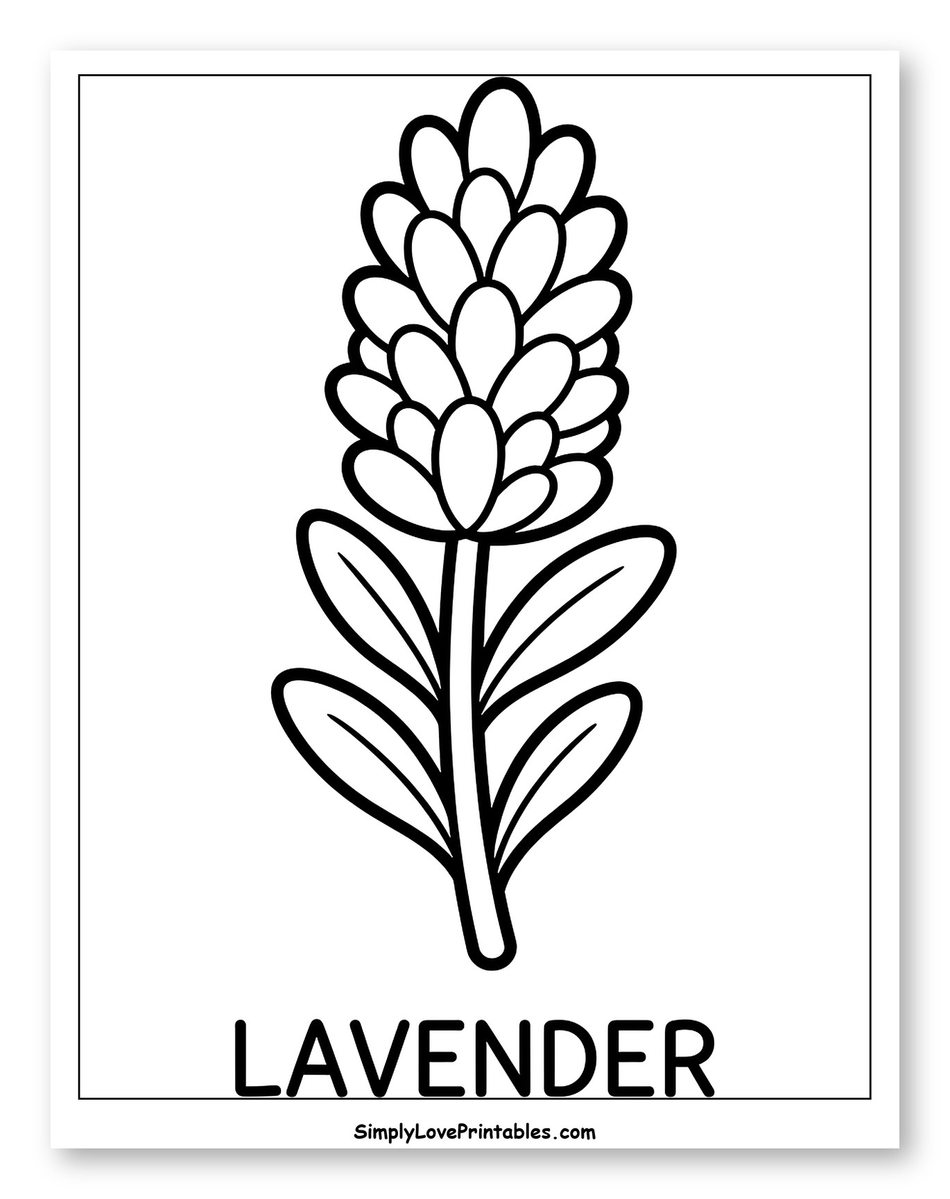Simple Lavender Herb for Coloring to Color for Toddlers
