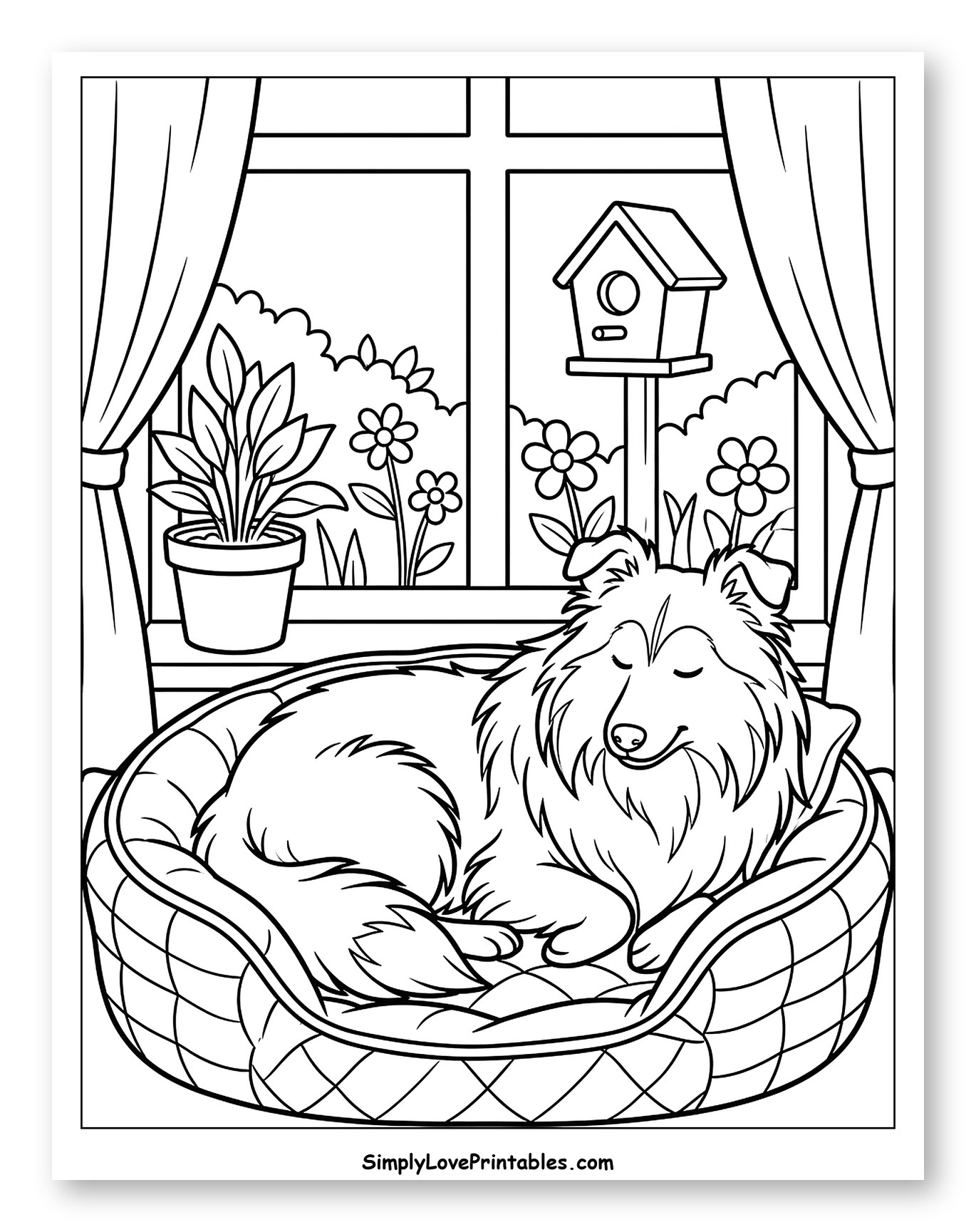 Sleeping Shetland Sheepdog by a Window