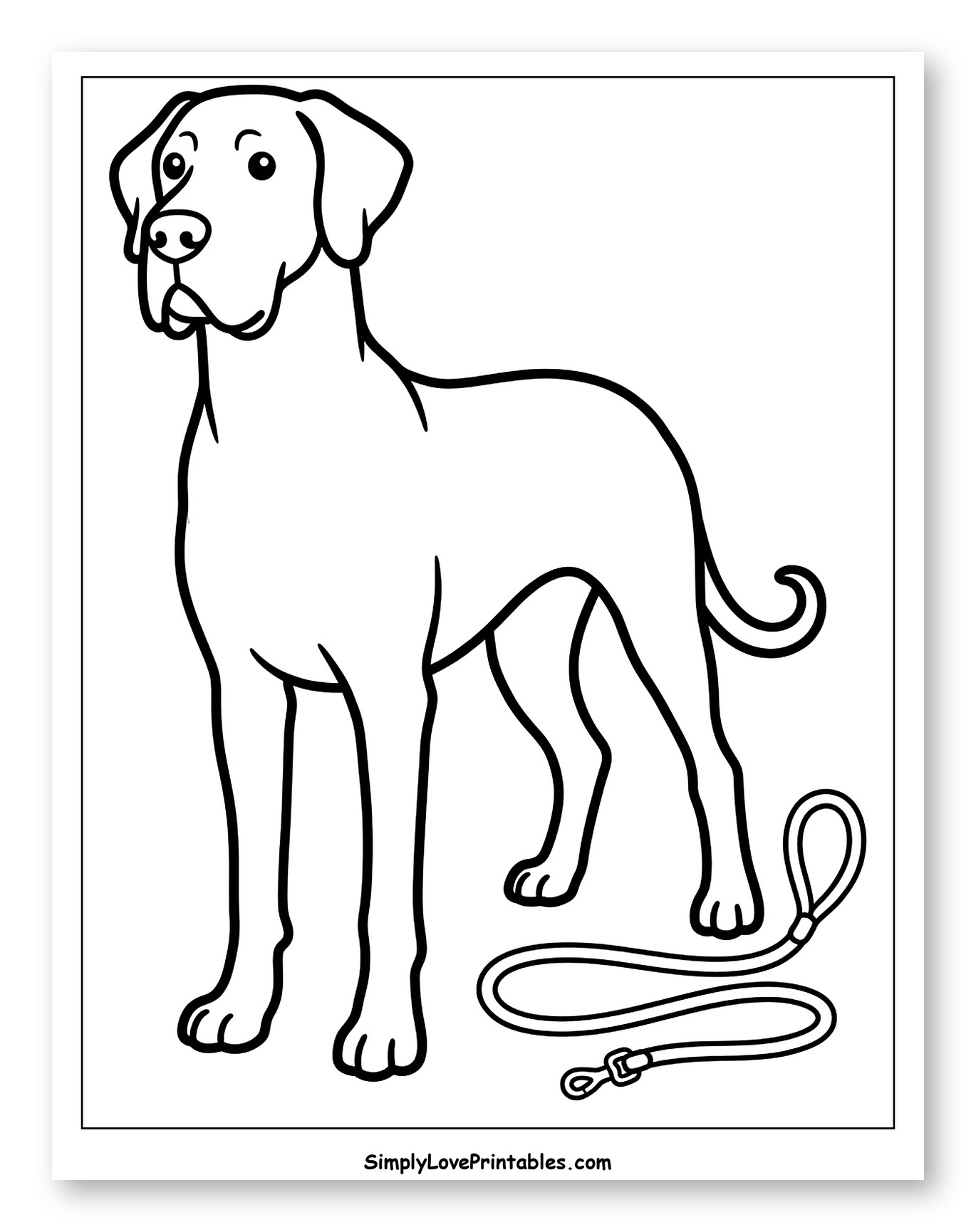 Standing Great Dane with Leash