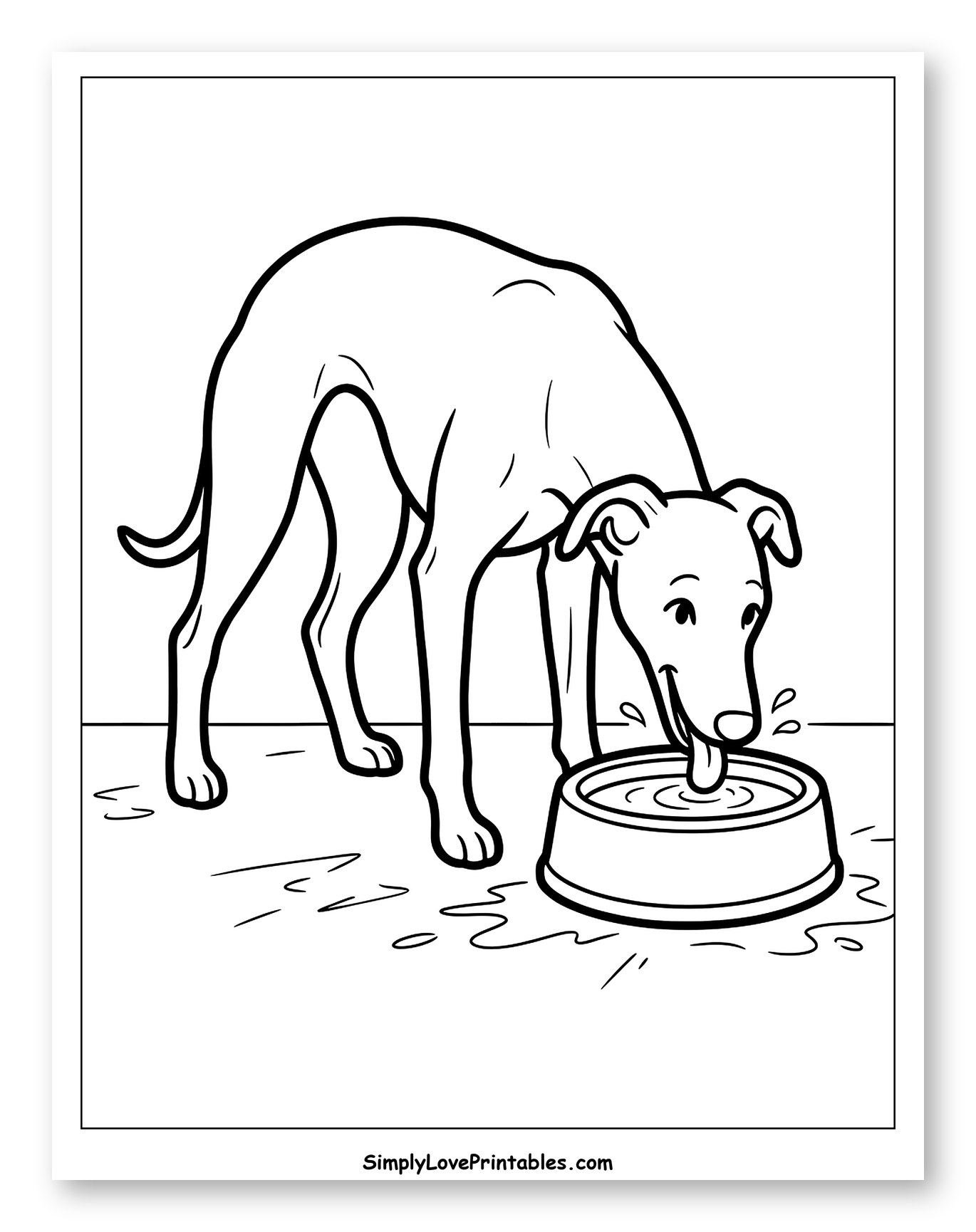 Whippet Dog Drinking Water from Bowl