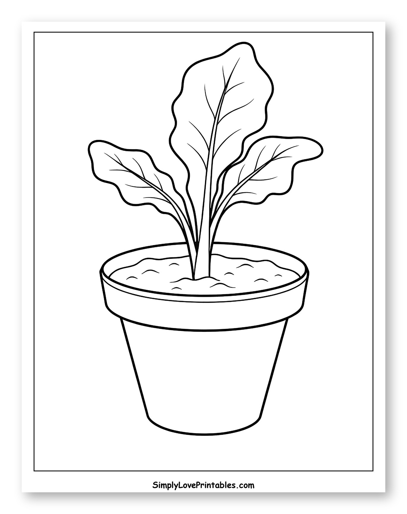 Young Lettuce Plant in a Terracotta Pot